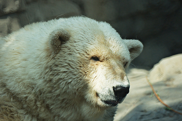 Polar Bear, Central Park Zoo