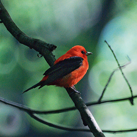 Scarlet Tanager