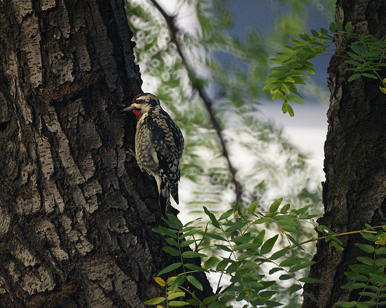 Yellow-Bellied Sapsucker, Fifth Avenue
