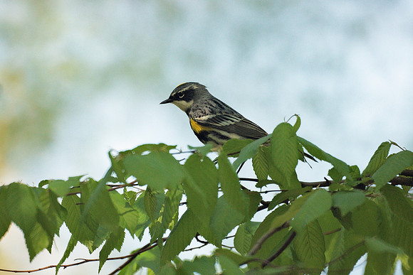 Yellow-Rumped Warbler, Central Park