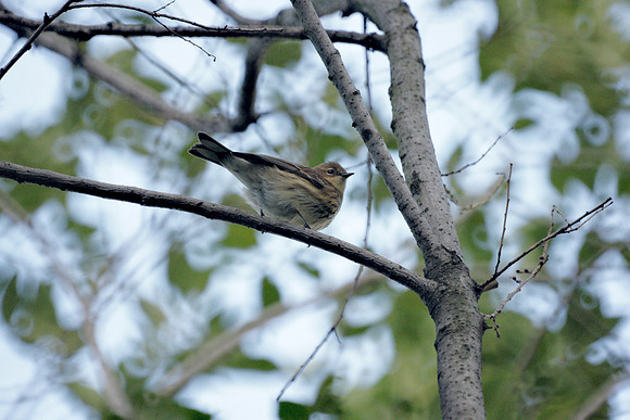 Yellow-Rumped Warbler, Central Park, Autumn