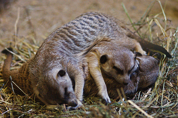 a pile of meerkats