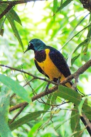 Golden-breasted starling