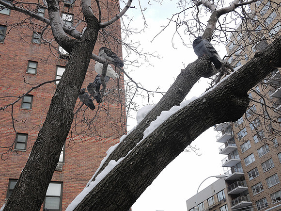 Pigeons, Yorkville
