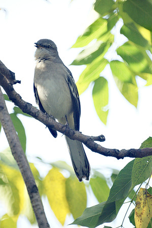 Mockingbird, NY Botanical Garden