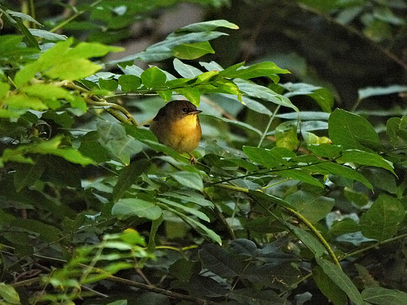 Common Yellowthroat, Bryant Park