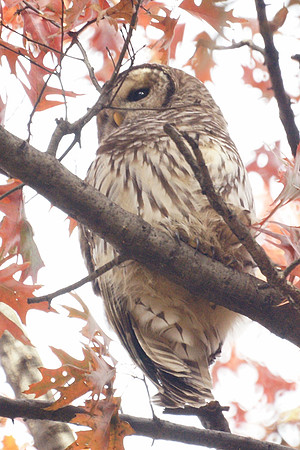 Barred Owl, Central Park