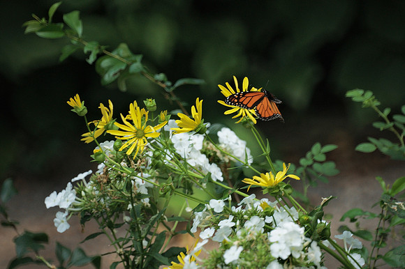Monarch Butterfly, Shakespeare Garden, Central Park