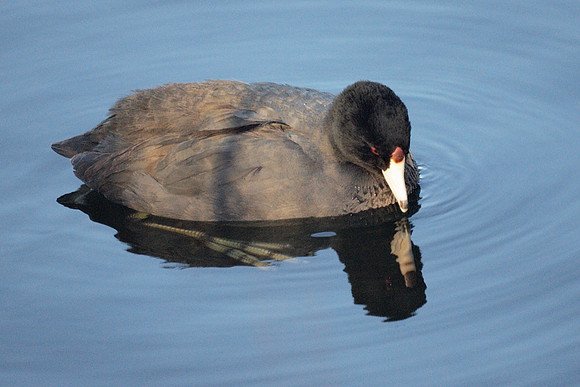 American Coot and reflection