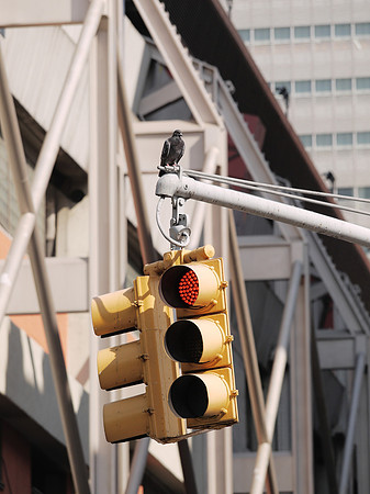 Sentry pigeon, Port Authority Bus Terminal