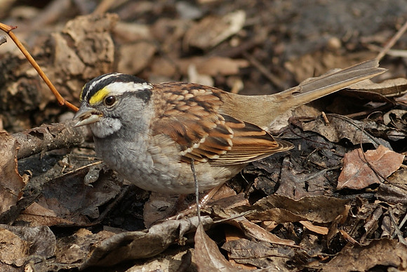sparrow lunching (5)
