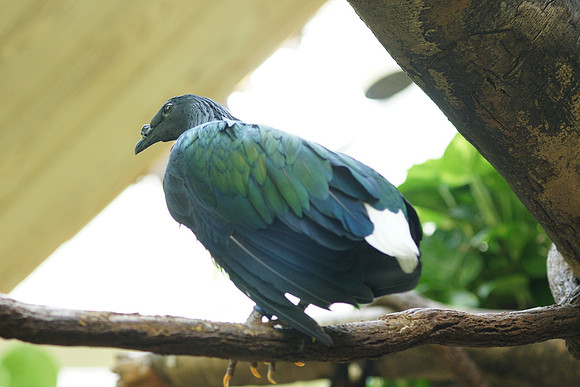 Nicobar Pigeon, Central Park Zoo
