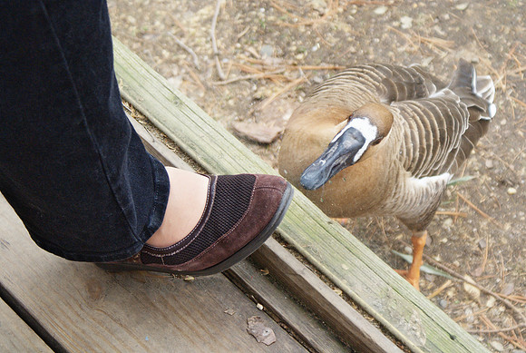 Swan Goose Repels Invasion, Part Four