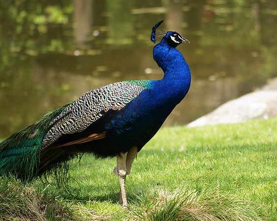Peacock, Bronx Zoo