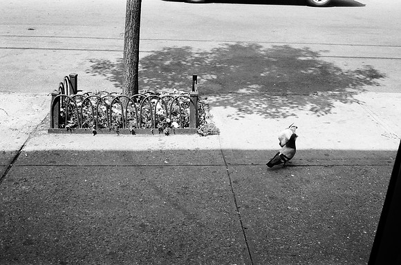 Pigeons, 86th Street