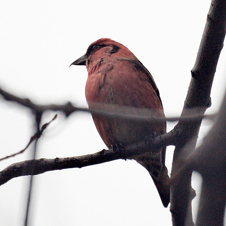 White-Winged Crossbill, Shakespeare Garden, Central Park