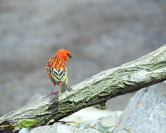 Madagascar Red Fody, Bronx Zoo