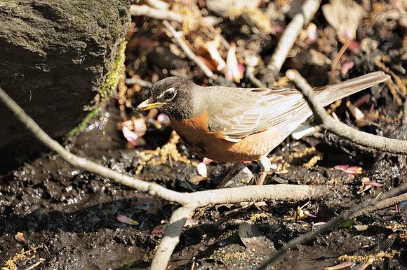 American Robin at work, Central Park