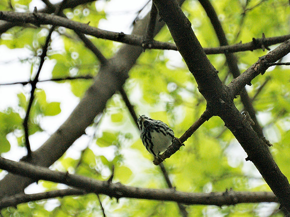 Black and White Warbler, Central Park