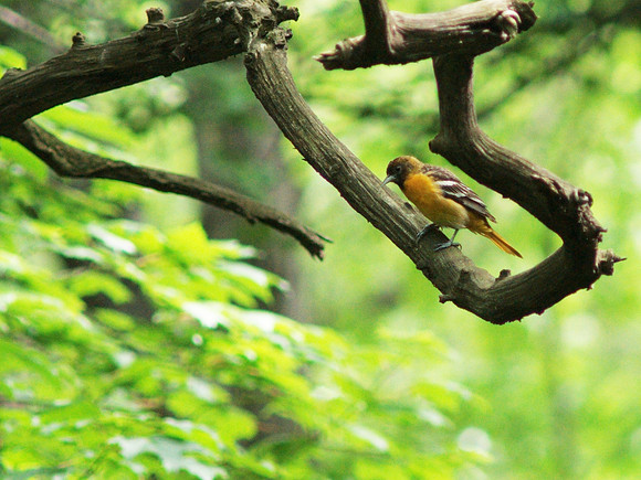Baltimore Oriole, Central Park