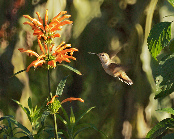 Rufous Hummingbird, Central Park Conservancy Garden