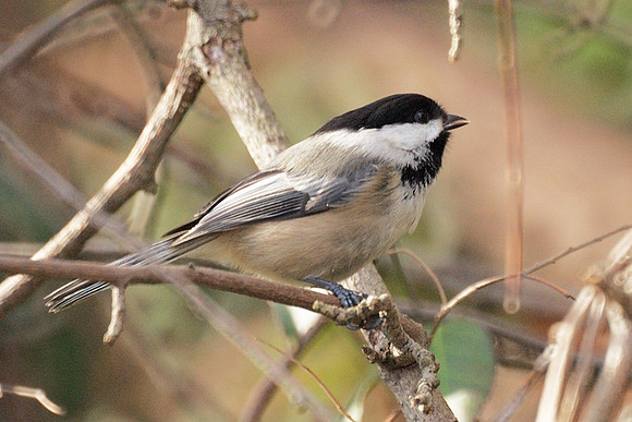 Black-Capped Chickadee, Central Park
