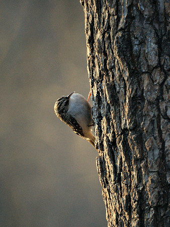 Brown Creeper, Central Park