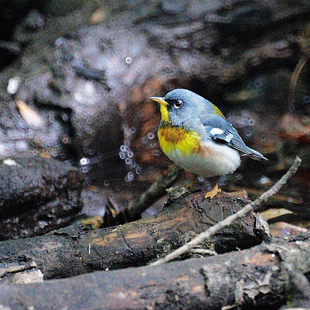 Northern Parula warbler, Central Park