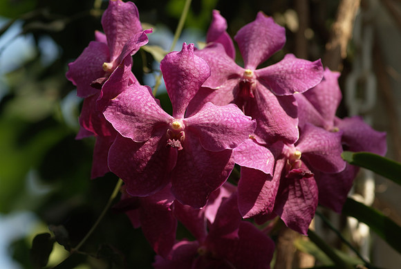 Vanda Fuchs' Delight "Cranberry"