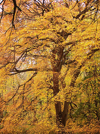Cental Park, Autumn