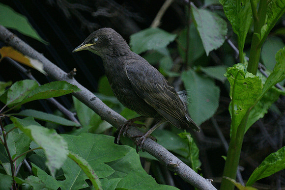Baby Starling, Central Park