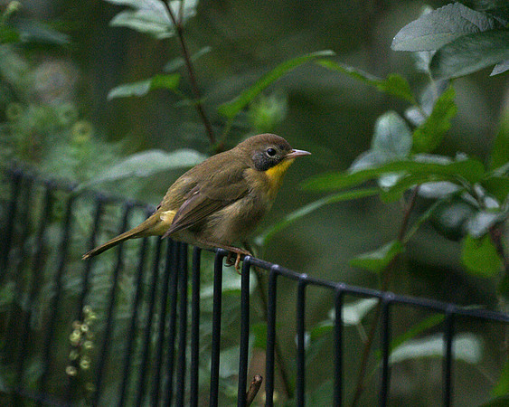 Common Yellowthroat, Central Park