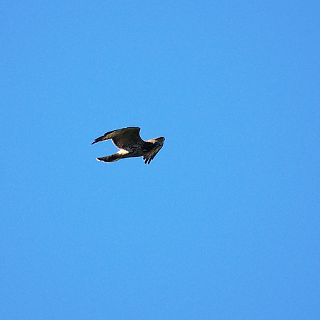 Broad-Winged Hawk, Central Park