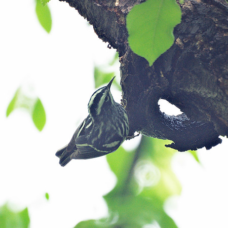 Black-and-White Warbler