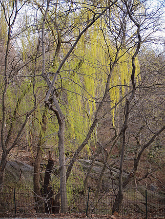 Willow, Central Park Lake