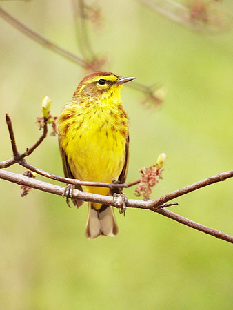 Palm Warbler, NY Botanical Garden