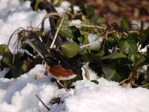 Yes, another Rufous-Sided Towhee