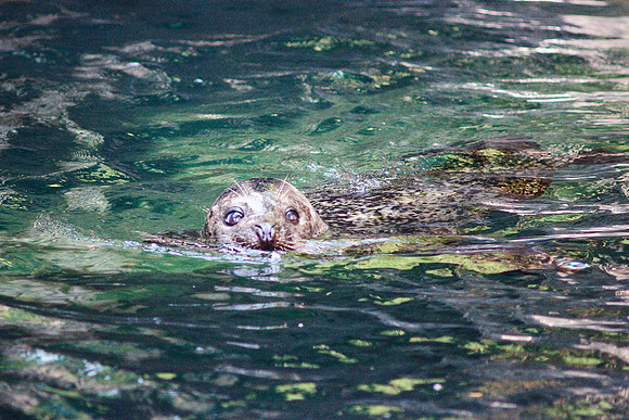 Harbor Seal, Central Park Zoo