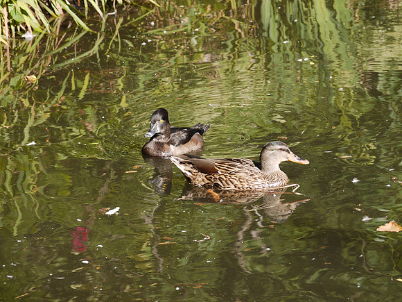 Ducks on the pond, Queens Zoo