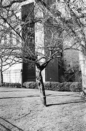 Tree, Museum of Natural History