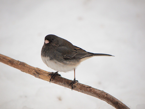 Junco, Central Park