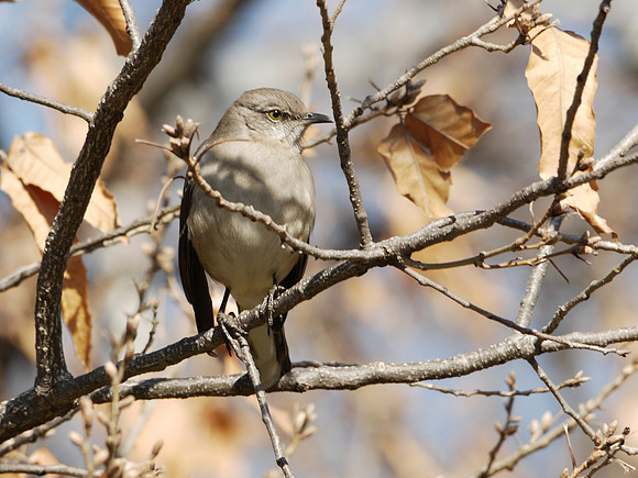 Mockingbird