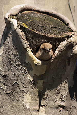 Sparrow home, Central Park