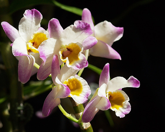 Dendrobium Super Ise