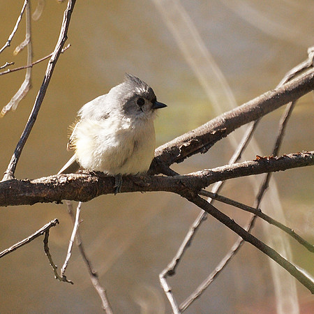 Fluffy titmouse