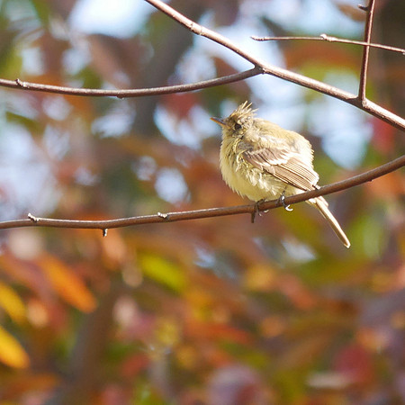 Western Flycatcher, Central Park