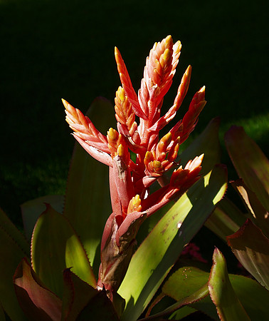 Bromeliad