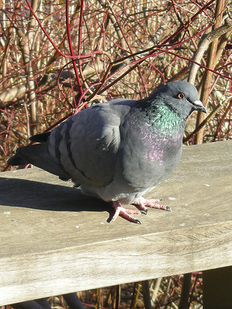 pigeon portrait