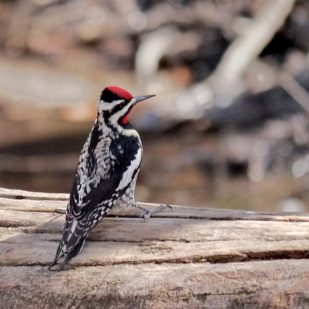 Yellow-Bellied Sapsucker, Central Park