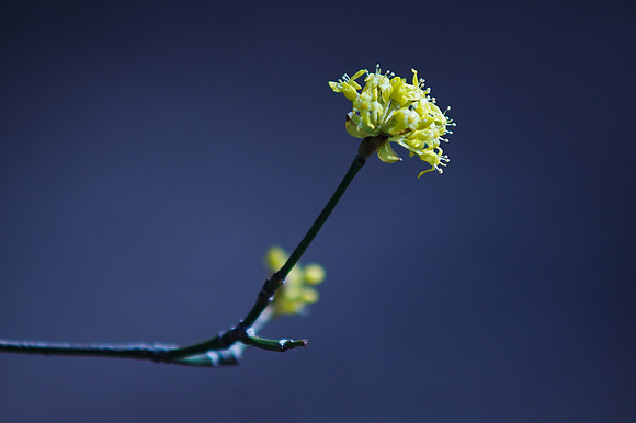 Growth curve